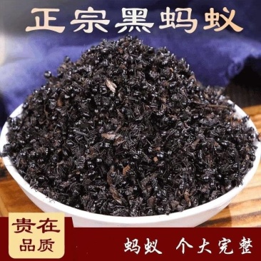 黑蚂蚁批发黑蚂蚁规格齐全可供大货量大价优