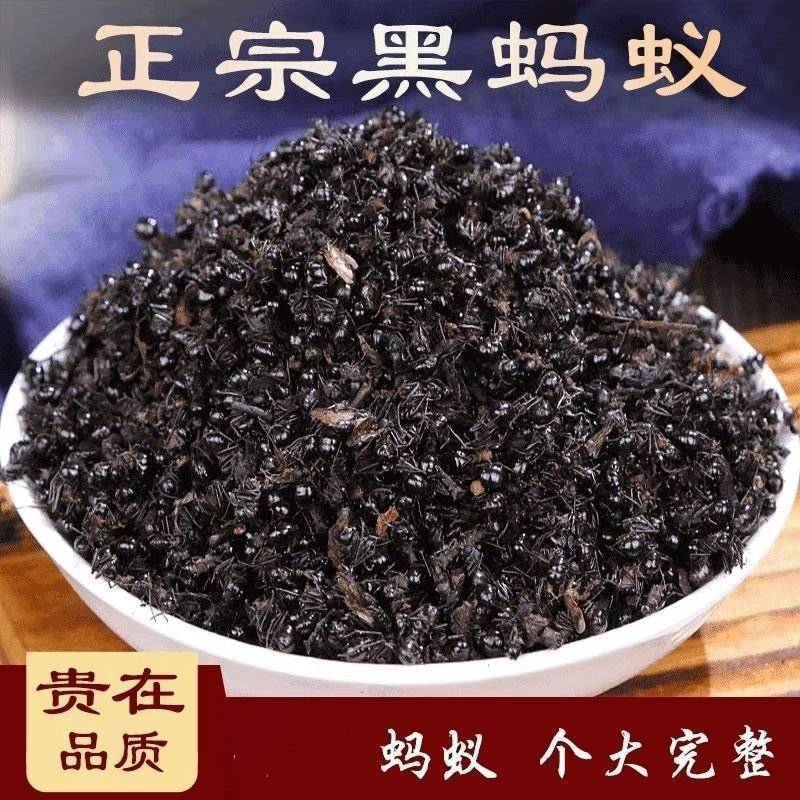 黑蚂蚁批发黑蚂蚁规格齐全可供大货量大价优