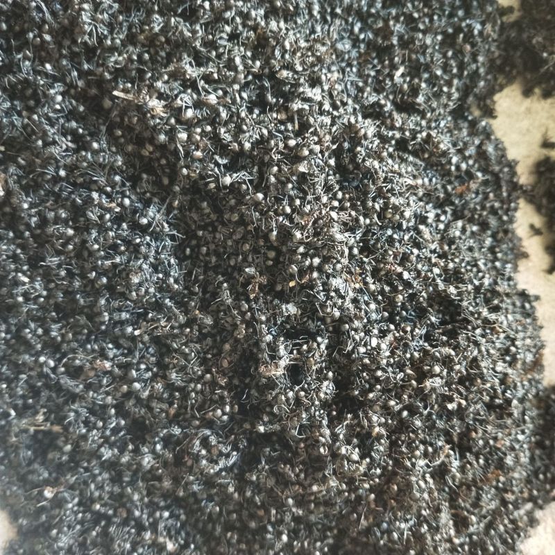 黑蚂蚁批发黑蚂蚁规格齐全可供大货量大价优