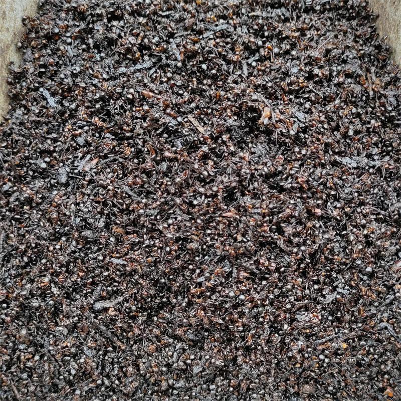 黑蚂蚁批发黑蚂蚁规格齐全可供大货量大价优