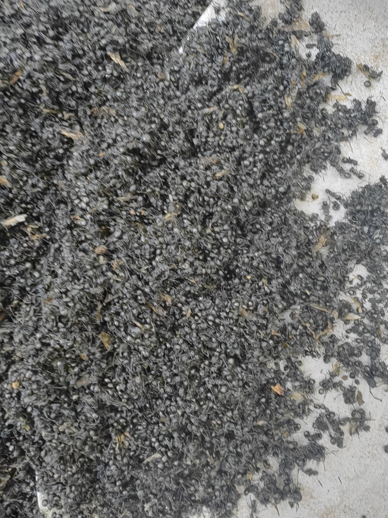 黑蚂蚁批发黑蚂蚁规格齐全可供大货量大价优