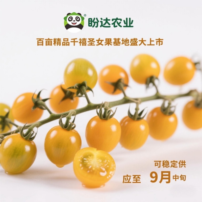 超甜千禧圣女果串果基地直供，规模保障，货架期可到9月中旬