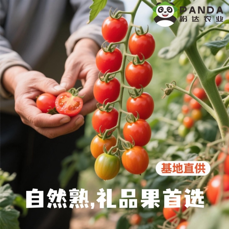 超甜千禧圣女果串果基地直供，规模保障，货架期可到9月中旬