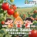 超甜千禧圣女果串果基地直供，规模保障，货架期可到9月中旬