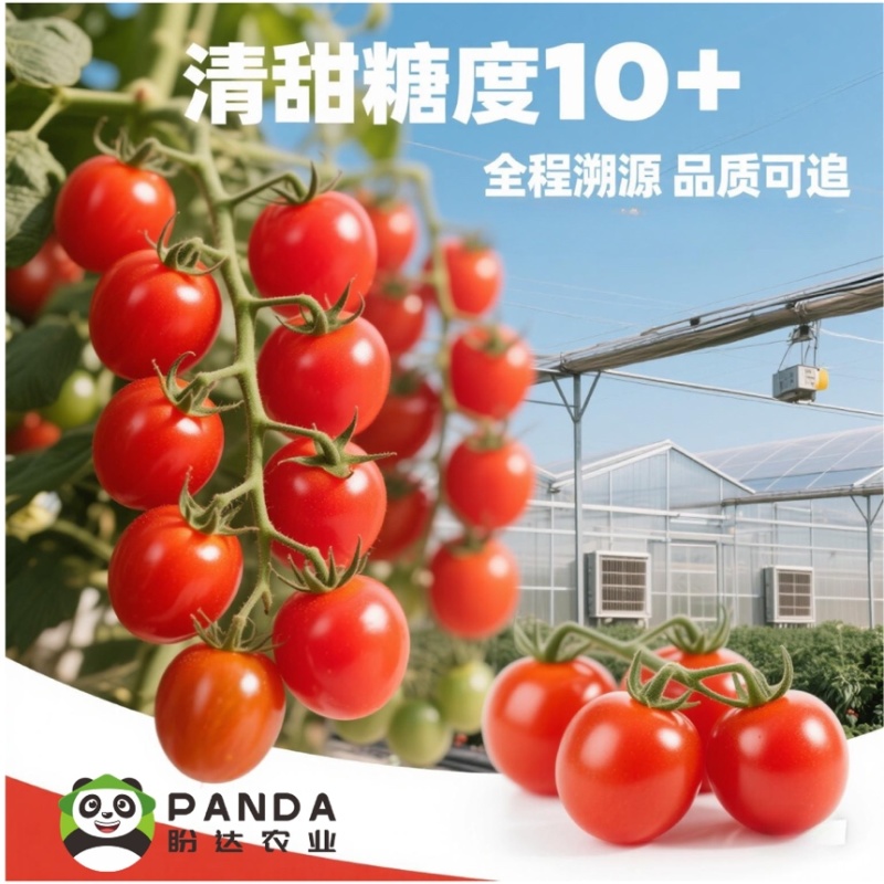 超甜千禧圣女果串果基地直供，规模保障，货架期可到9月中旬
