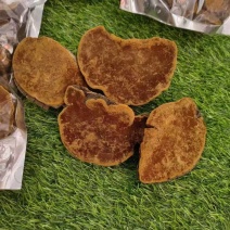 爆马丁香桑黄