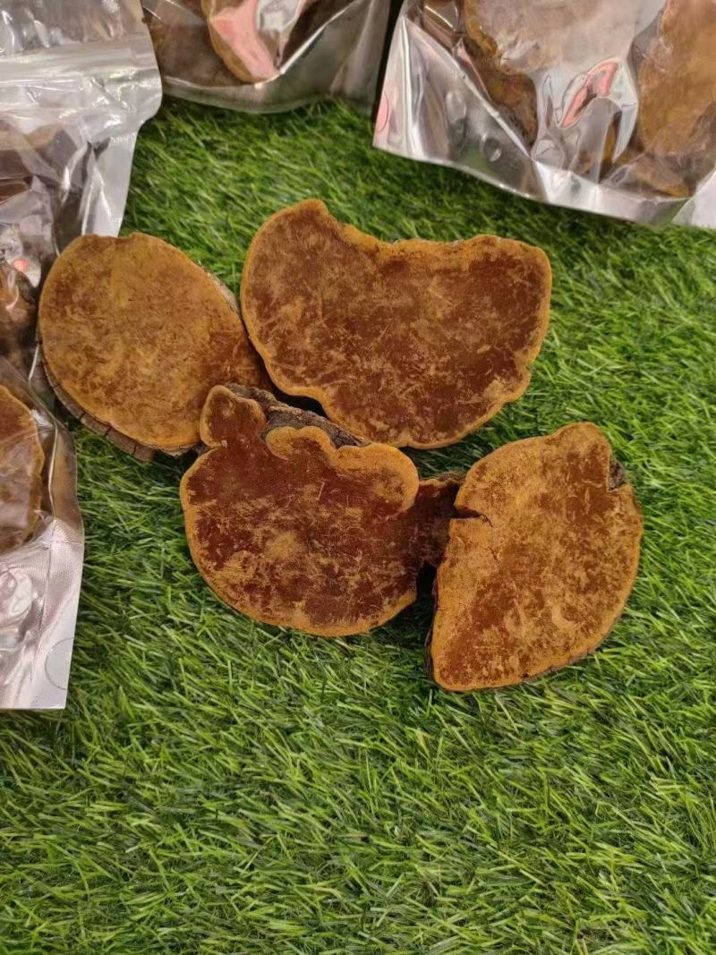 爆马丁香桑黄