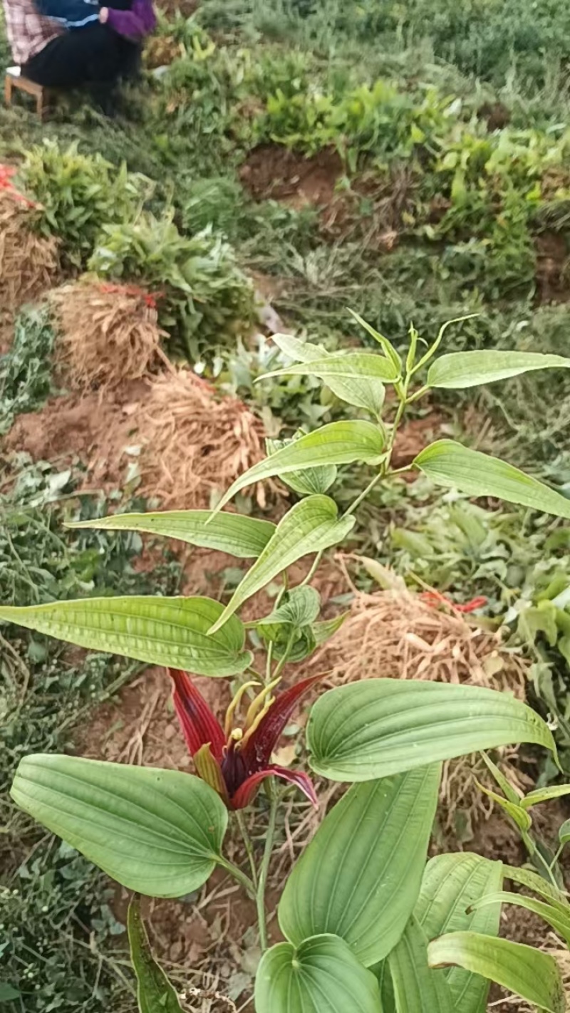 大量供应红花百部种苗/百部苗/量大有优惠/基地直发