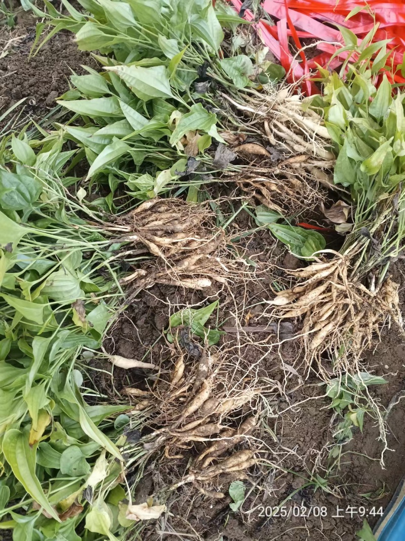 大量供应红花百部种苗/百部苗/量大有优惠/基地直发