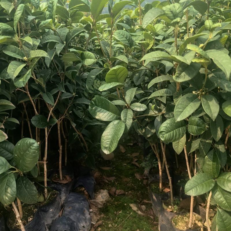 四季桂花桂花树绿化苗四季桂花树产地直供量大优惠