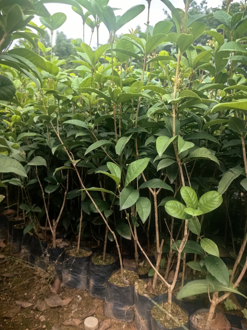 四季桂花桂花树绿化苗四季桂花树产地直供量大优惠