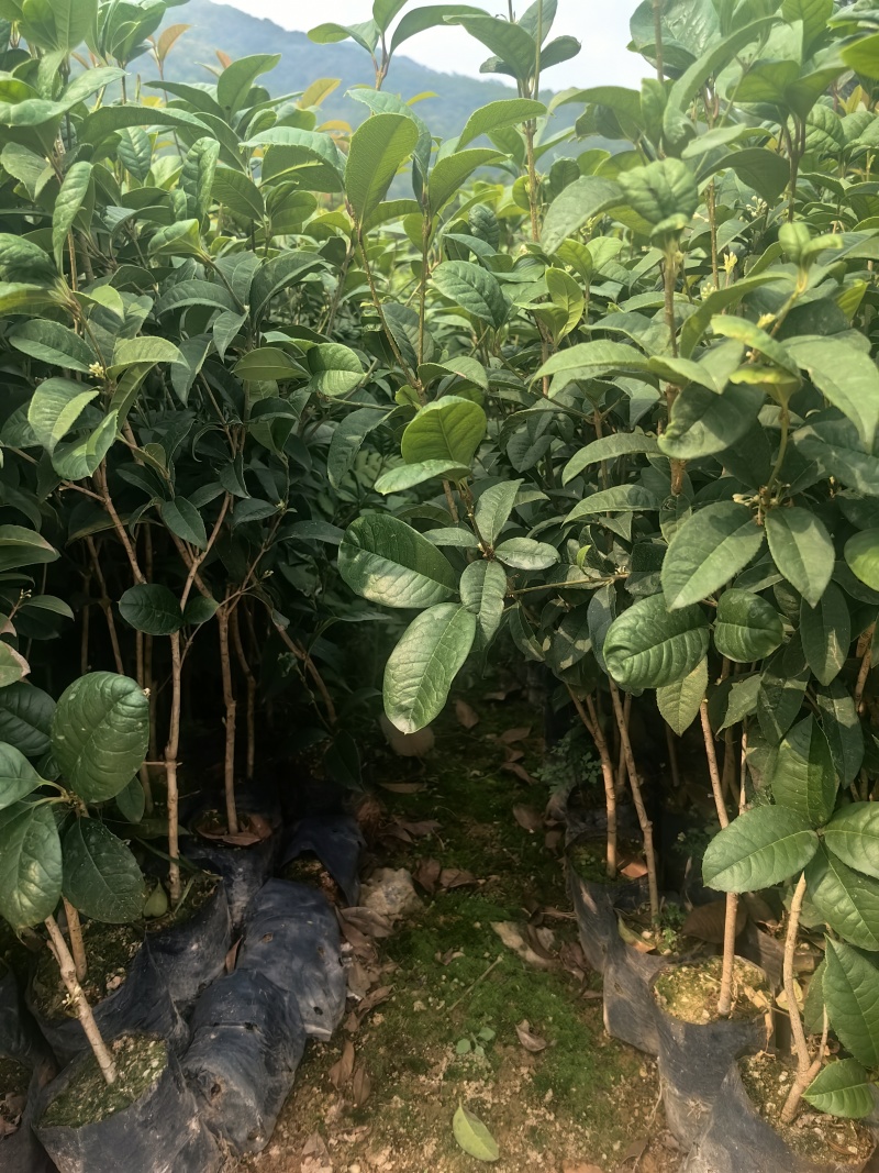 四季桂花桂花树绿化苗四季桂花树产地直供量大优惠