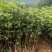 四季桂花桂花树绿化苗四季桂花树产地直供量大优惠