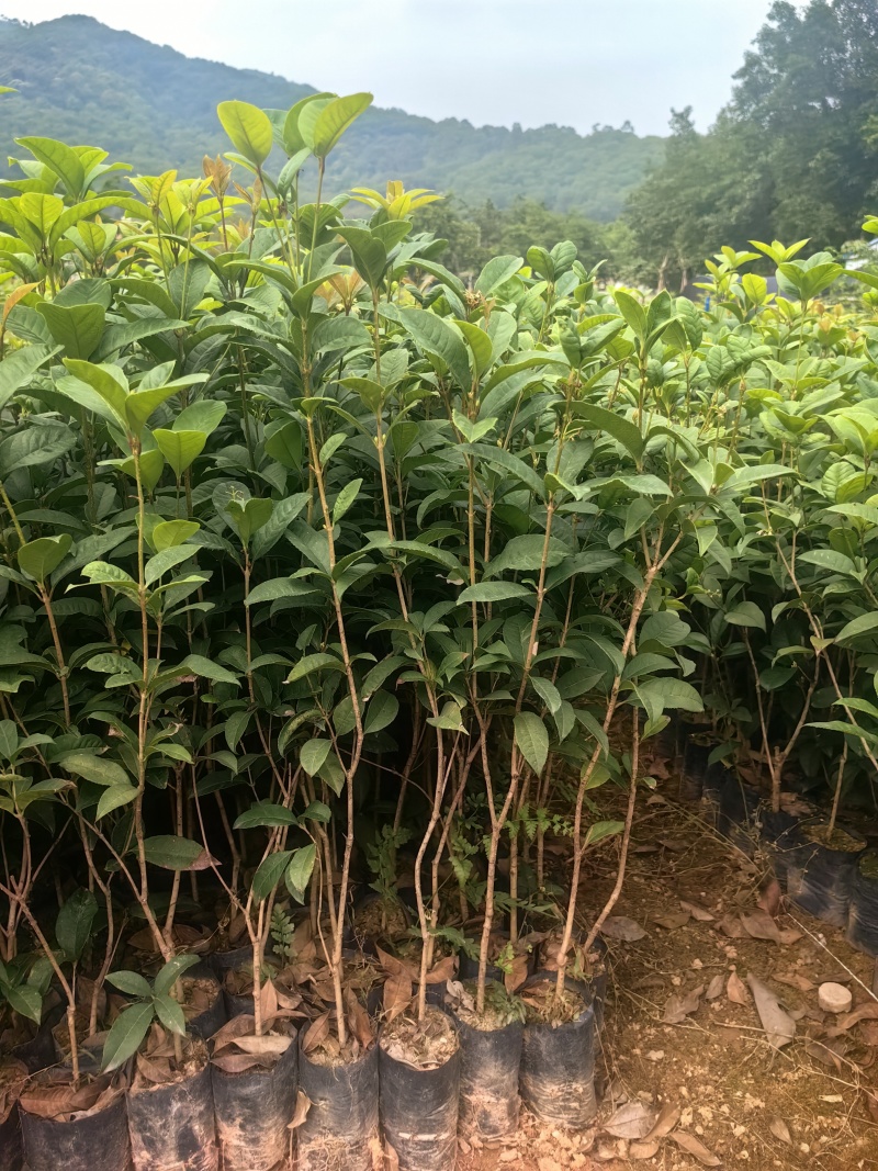 四季桂花桂花树绿化苗四季桂花树产地直供量大优惠