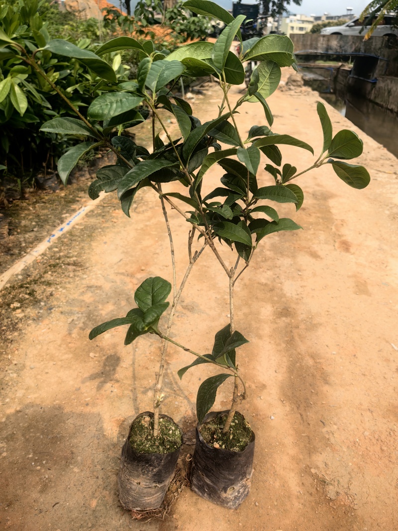 四季桂花桂花树绿化苗四季桂花树产地直供量大优惠
