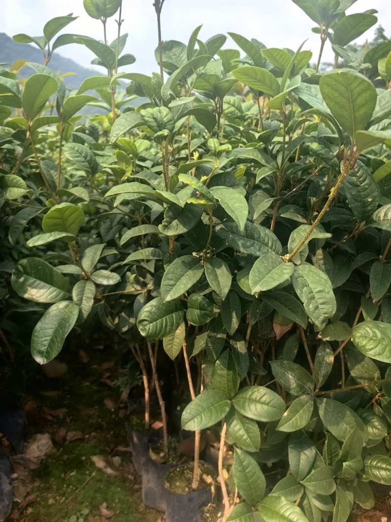 四季桂花桂花树绿化苗四季桂花树产地直供量大优惠