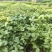 四季桂花桂花树绿化苗四季桂花树产地直供量大优惠
