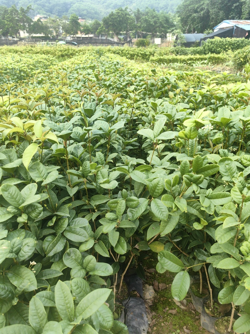 四季桂花桂花树绿化苗四季桂花树产地直供量大优惠