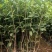 四季桂花桂花树绿化苗四季桂花树产地直供量大优惠
