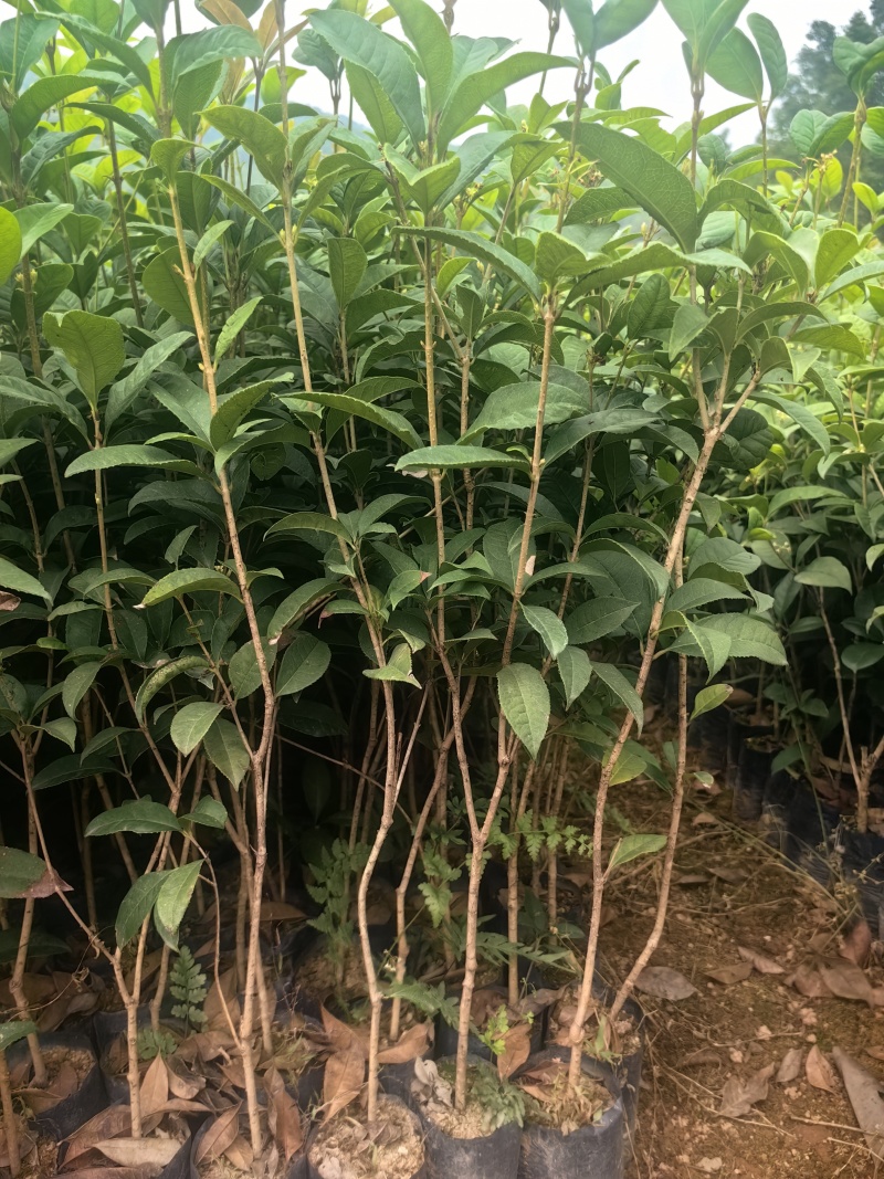 四季桂花桂花树绿化苗四季桂花树产地直供量大优惠