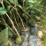 四季桂花桂花树绿化苗四季桂花树产地直供量大优惠