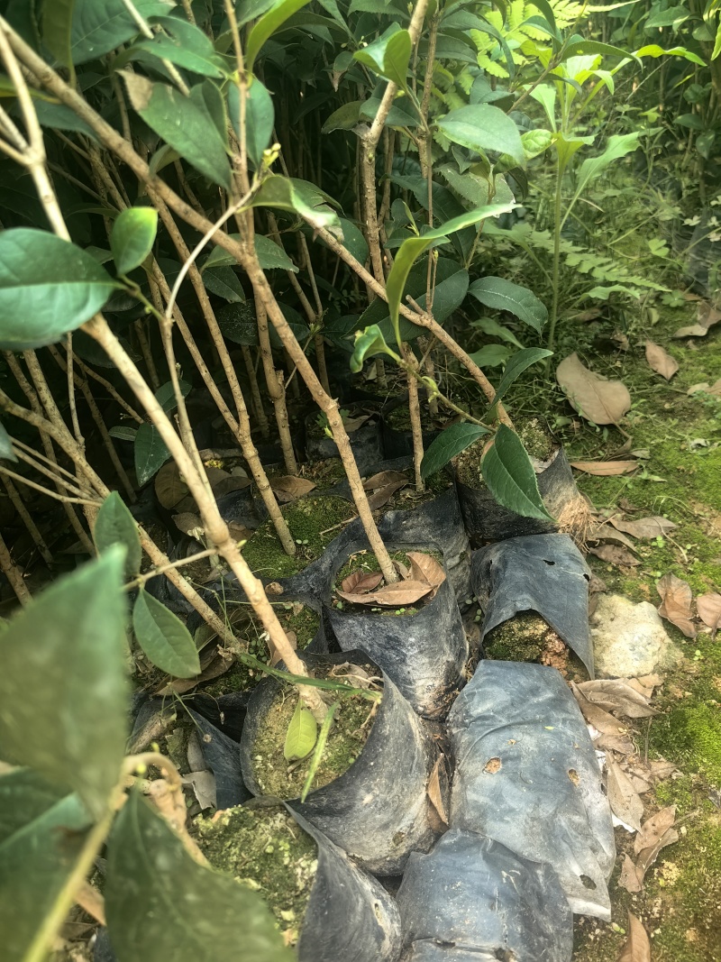 四季桂花桂花树绿化苗四季桂花树产地直供量大优惠