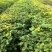 四季桂花桂花树绿化苗四季桂花树产地直供量大优惠