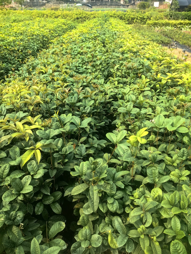 四季桂花桂花树绿化苗四季桂花树产地直供量大优惠