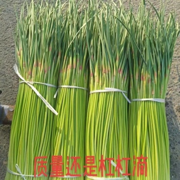 宁陵红帽无水蒜苔大量上市诚信经营质量保证