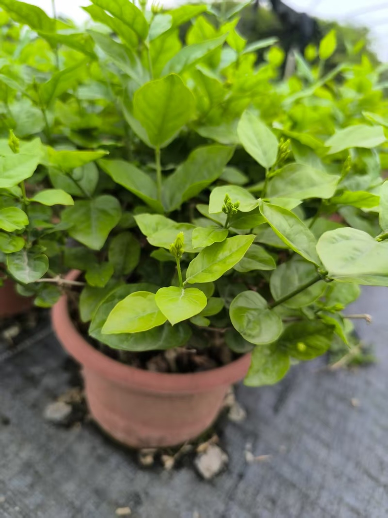 茉莉花