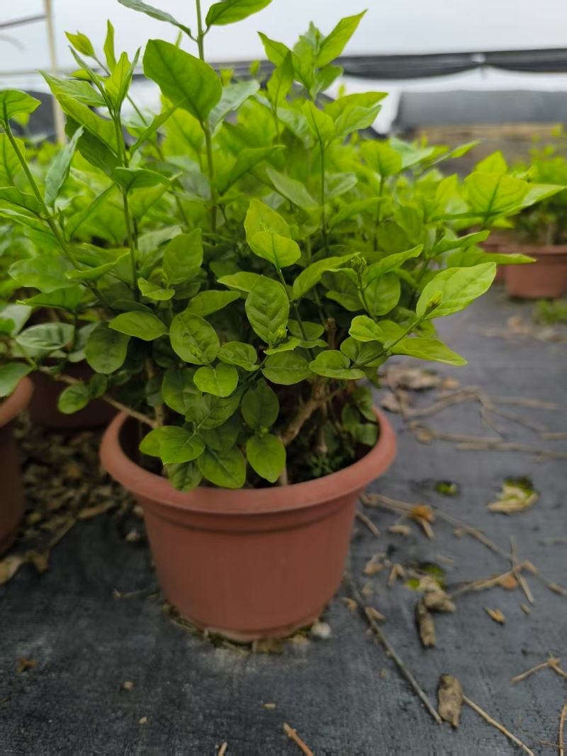 茉莉花