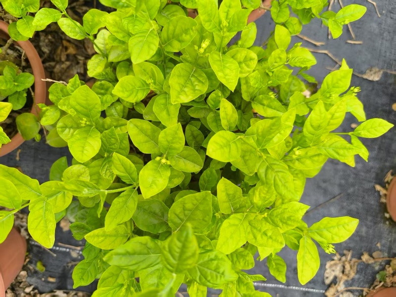 茉莉花
