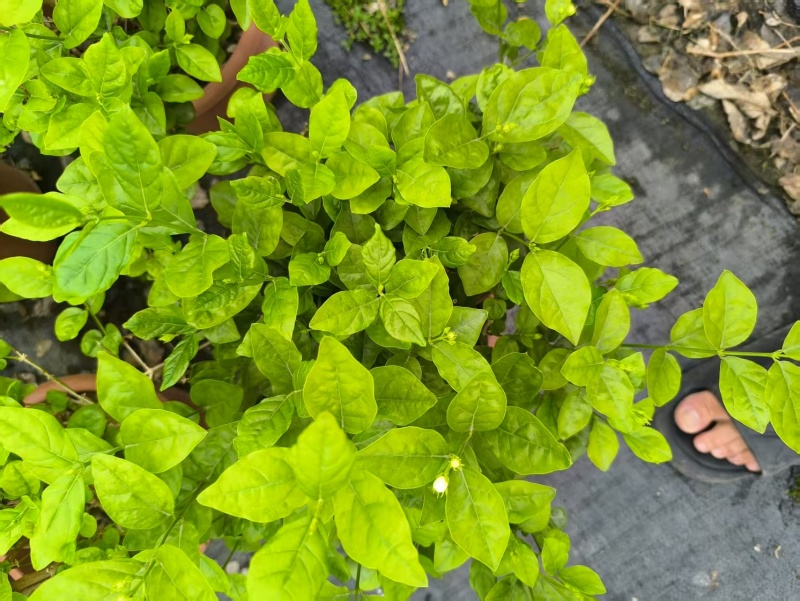 茉莉花