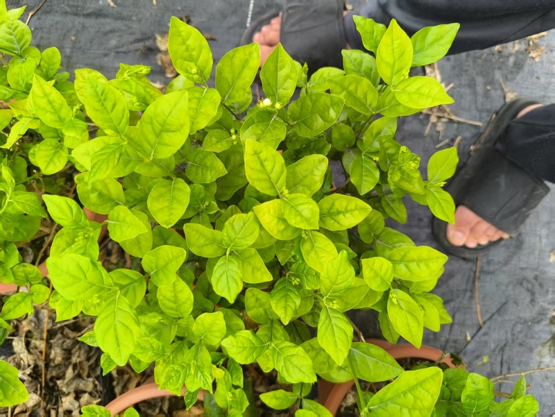 茉莉花