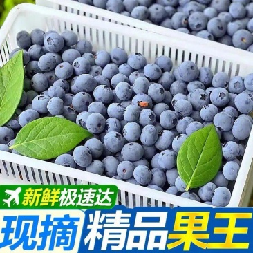 优质蓝莓-产地直发-全国对接各大平台。市场代发代收，打包