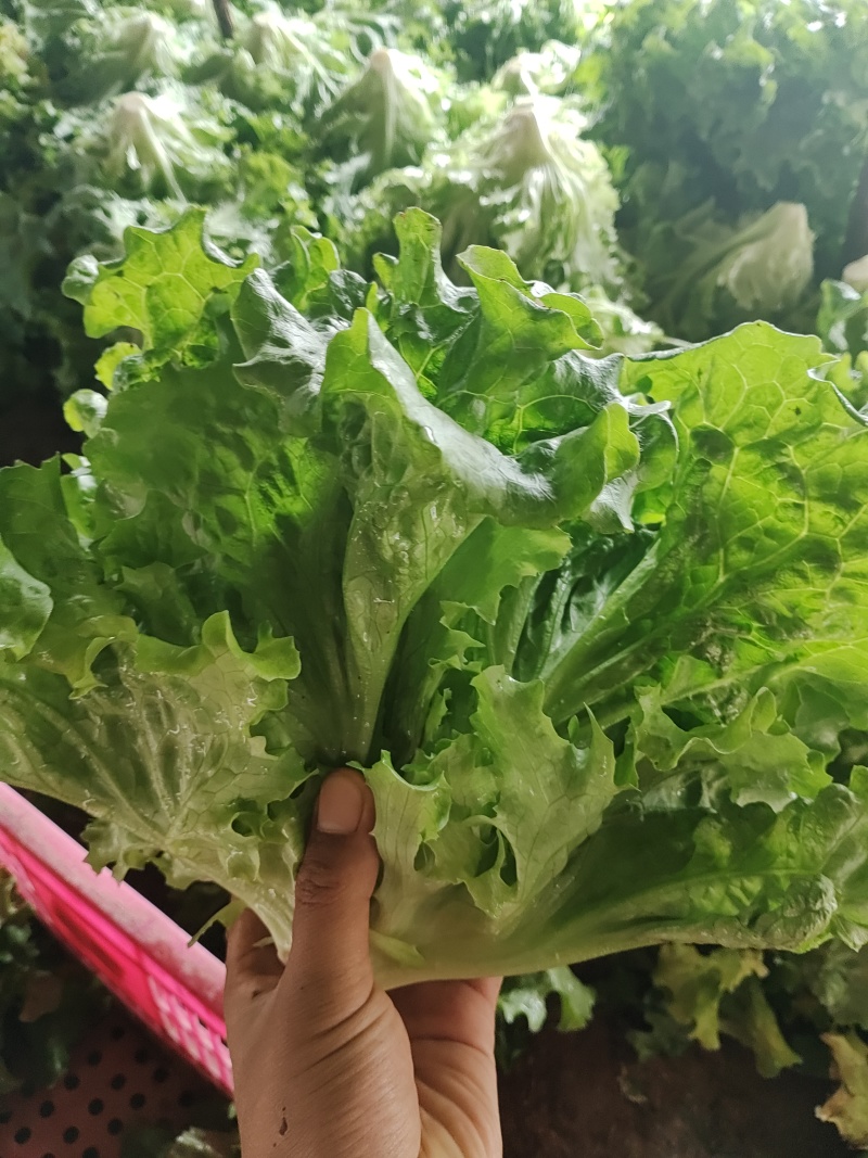 青叶生菜基地供货，量大质优价格优惠一手货源欢迎咨询