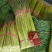 宁陵红帽无水蒜苔大量上市诚信经营质量保证