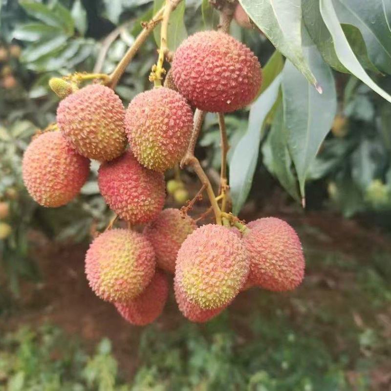 荔枝