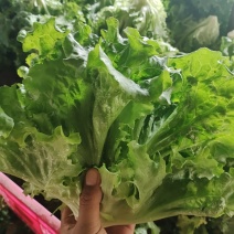 青叶生菜基地供货，量大质优价格优惠一手货源欢迎咨询