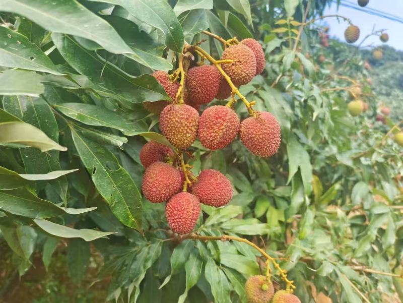 荔枝