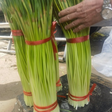 淮阳红帽蒜苔小把蒜薹不泡水大量供应入库发市场电商