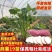 商薯19种苗红薯苗商薯苗基地大量供应可视频看货