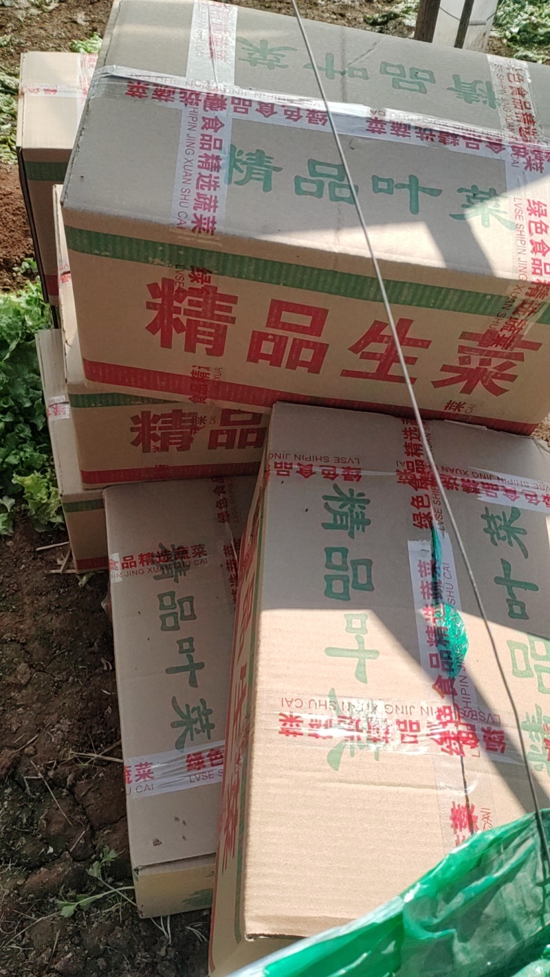 青叶生菜基地供货，量大质优价格优惠一手货源欢迎咨询