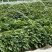 商薯19种苗红薯苗商薯苗基地大量供应可视频看货