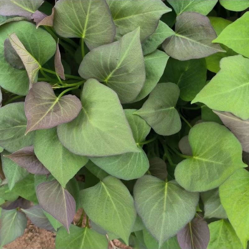 商薯19种苗红薯苗商薯苗基地大量供应可视频看货