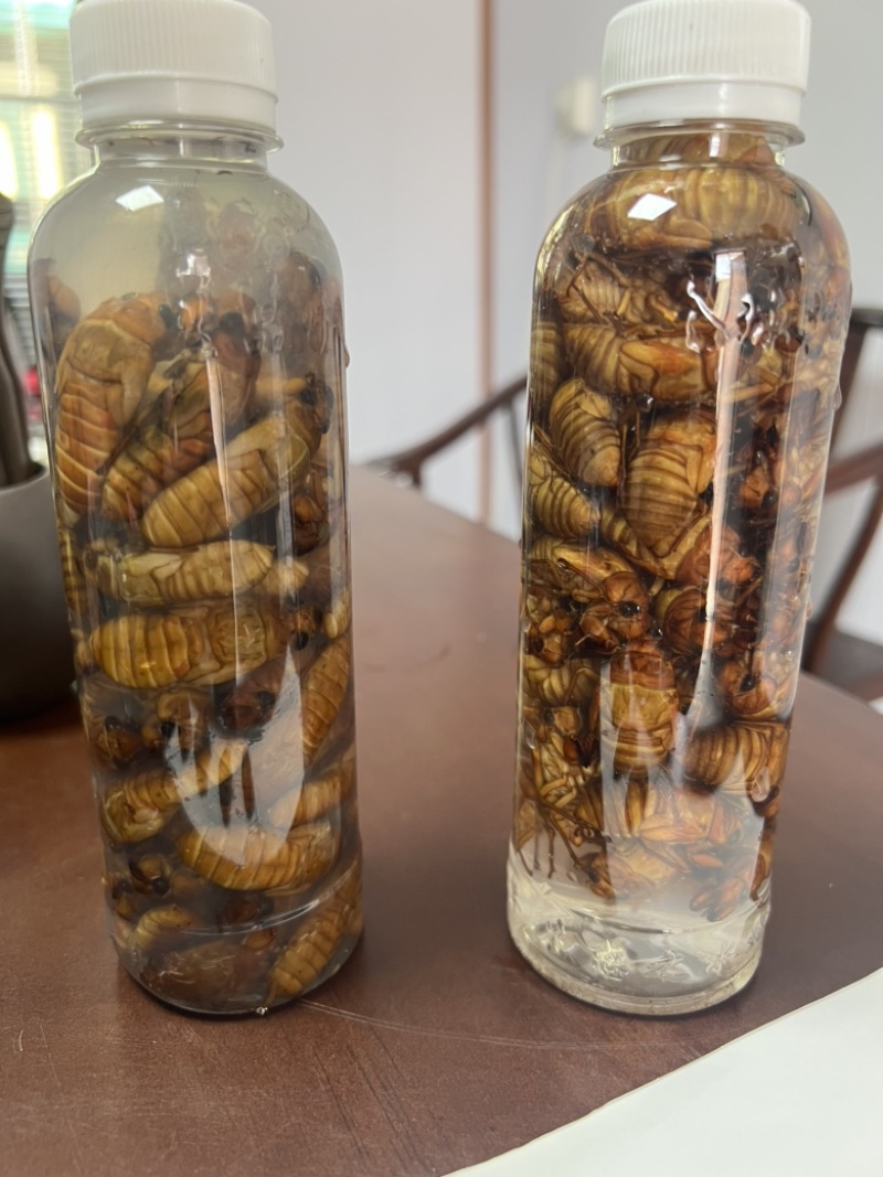 小金蝉，现货，可以加工，量大来谈