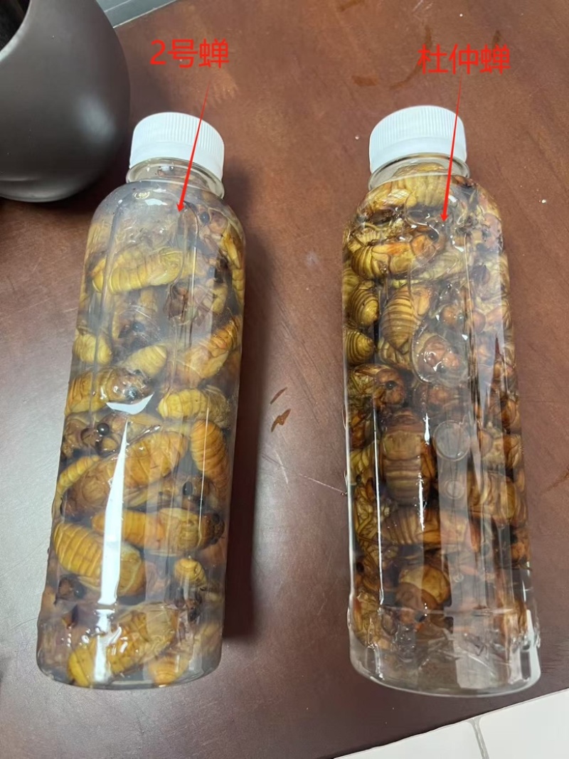 小金蝉，现货，可以加工，量大来谈