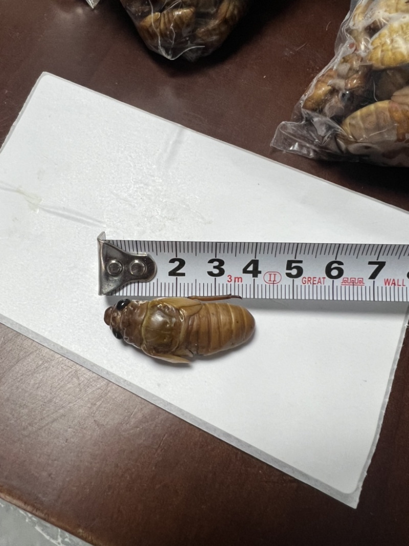小金蝉，现货，可以加工，量大来谈