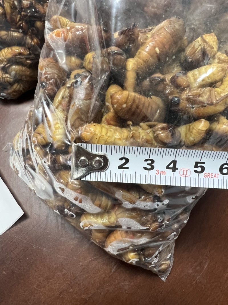 小金蝉，现货，可以加工，量大来谈