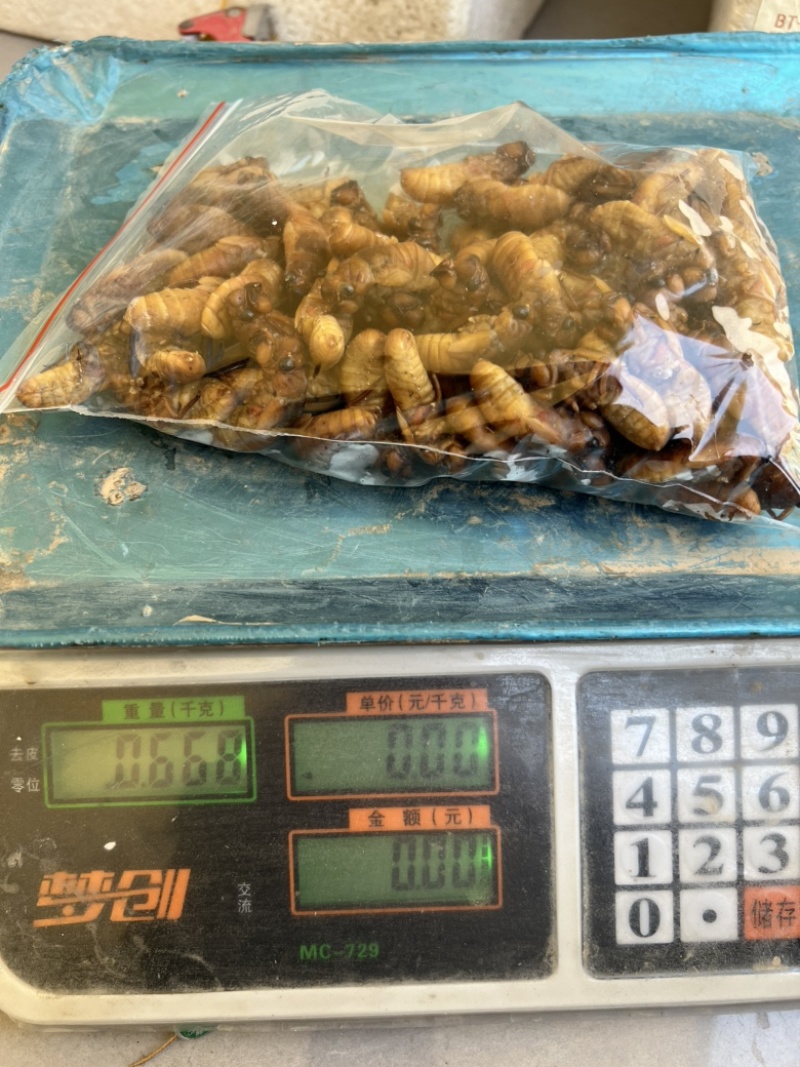 小金蝉，现货，可以加工，量大来谈